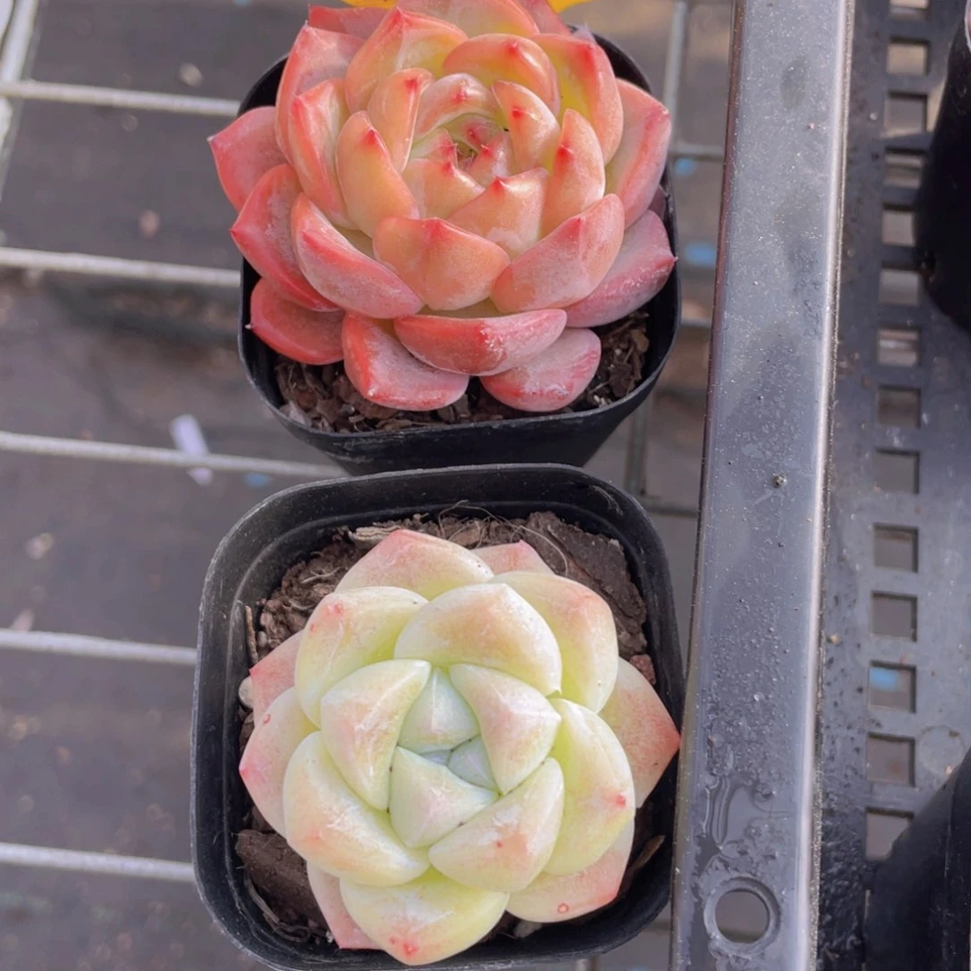 921号 老桩冰玉杂加梦露杂