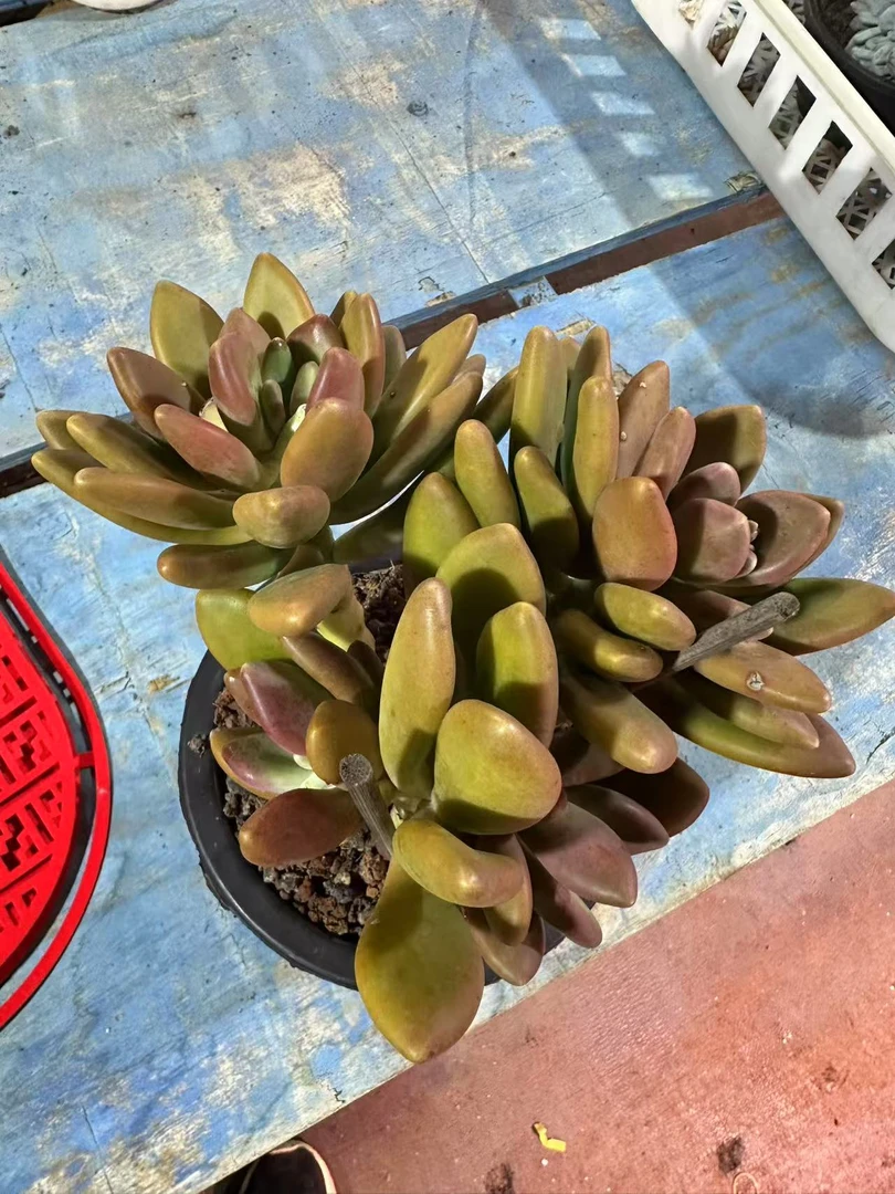 芒果一颗