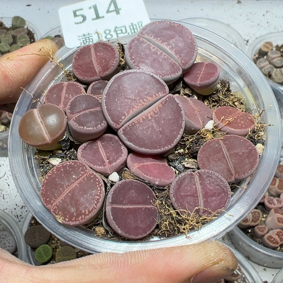 【闪购商品】 514。