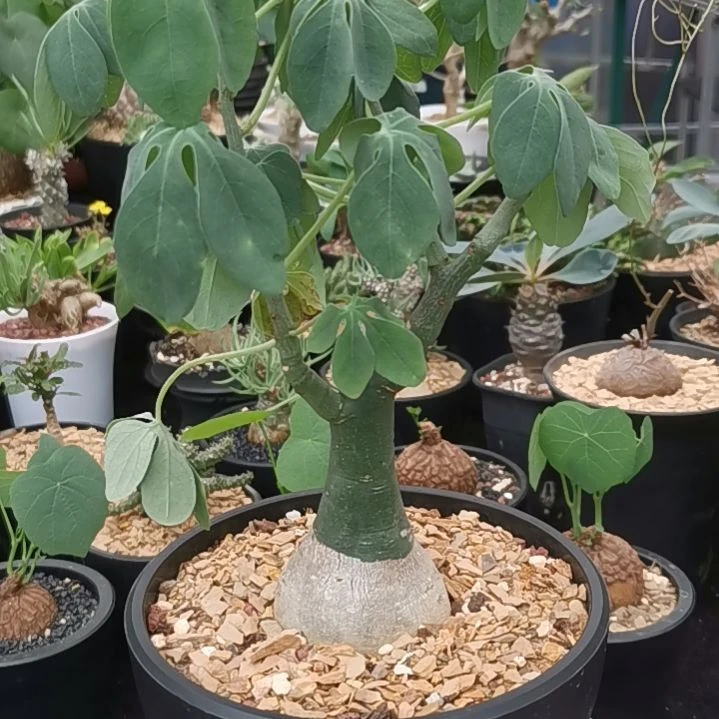 蝶蔓 一物一拍 块根