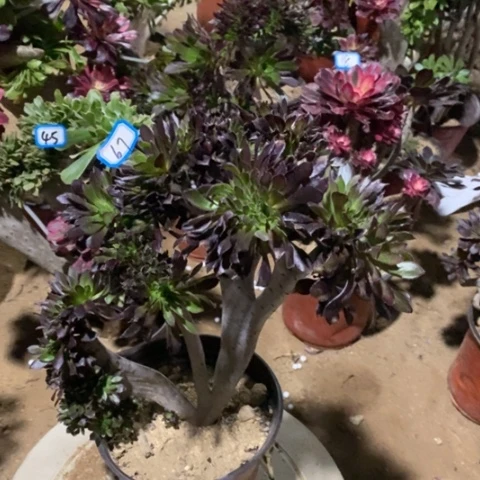 黑法师缀瑕疵一物一拍