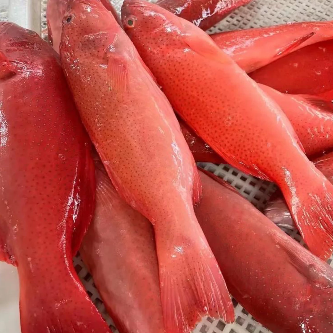 （牺牲）特价东星斑1条