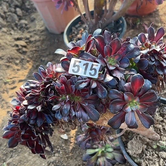 时***光多肉植物一个女巫515