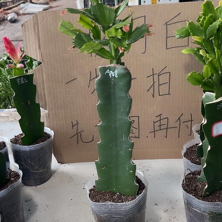 过***客当前无花朵，栽培后可花朵ap08