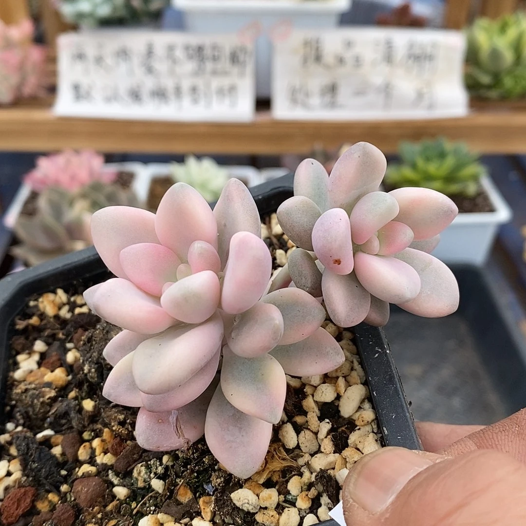 25101 艾伦锦无砍双头