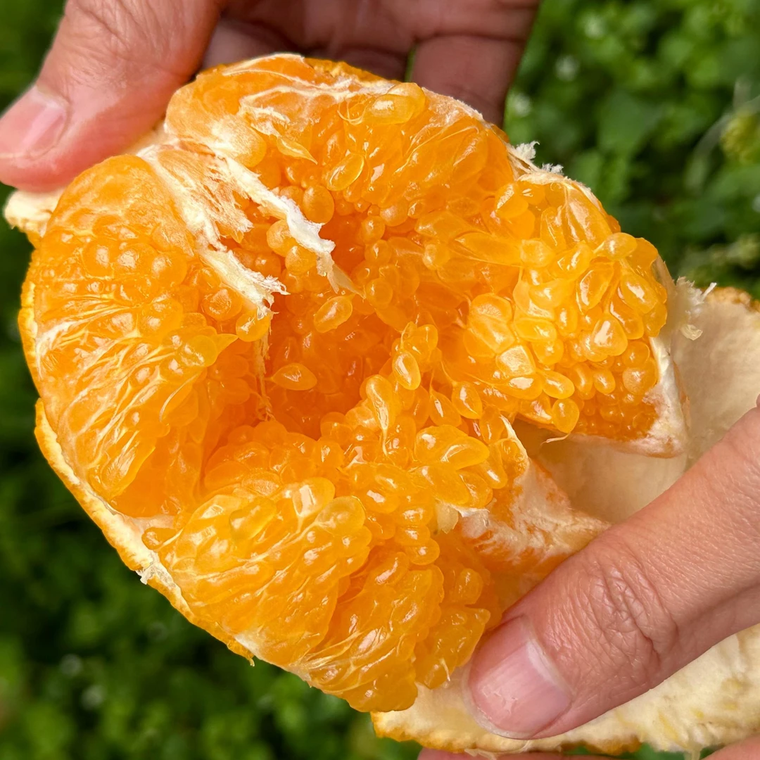 【顺丰直发】四川新鲜采摘春见耙耙柑香甜爆汁