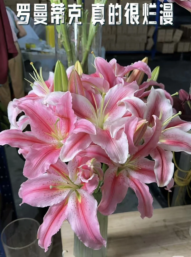 罗蒂香水百合  浓香型单瓣鲜花云南基地直发