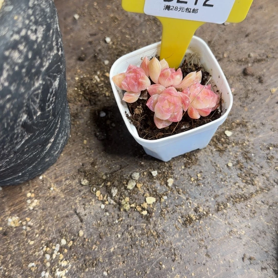 杨*⌯多肉植物111111111