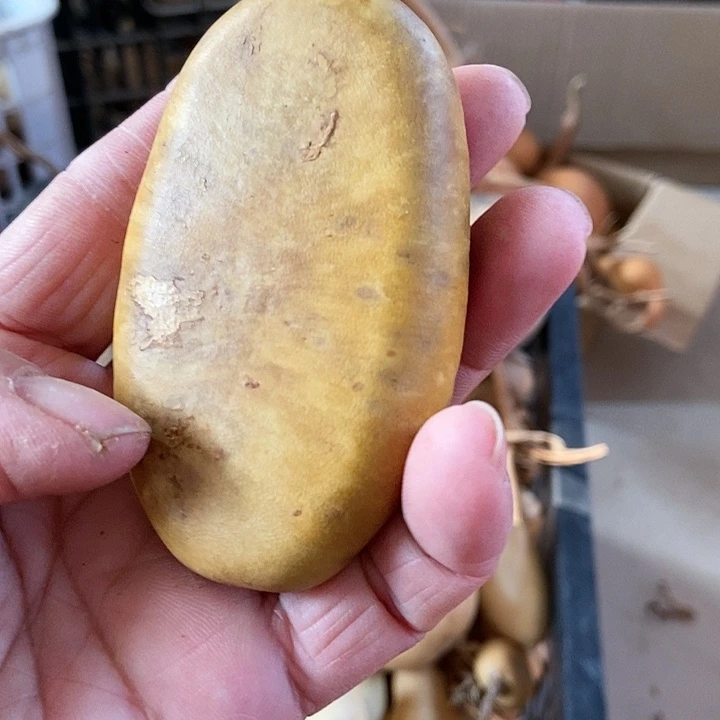 ak k s d j s j w kw d