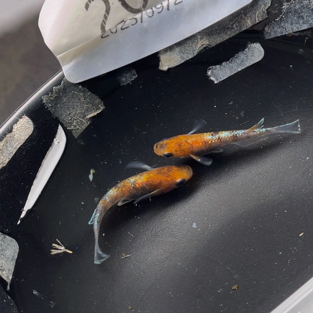 青鳉203lu04一对公母