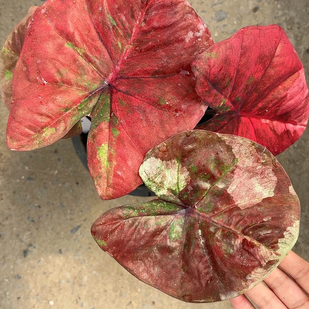 400-0117彩叶芋泰国发货