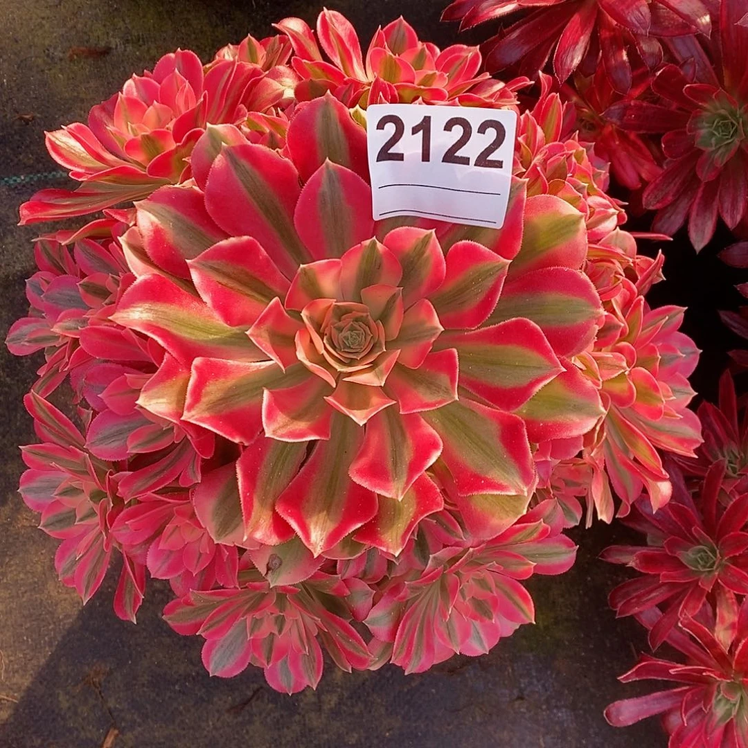 红陶红*劫2122女巫4多肉