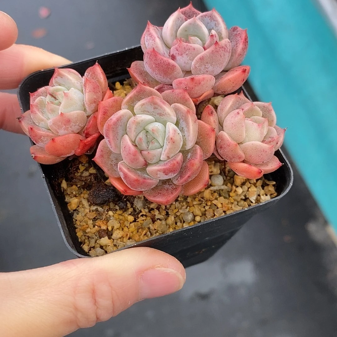 1361多肉植物老桩