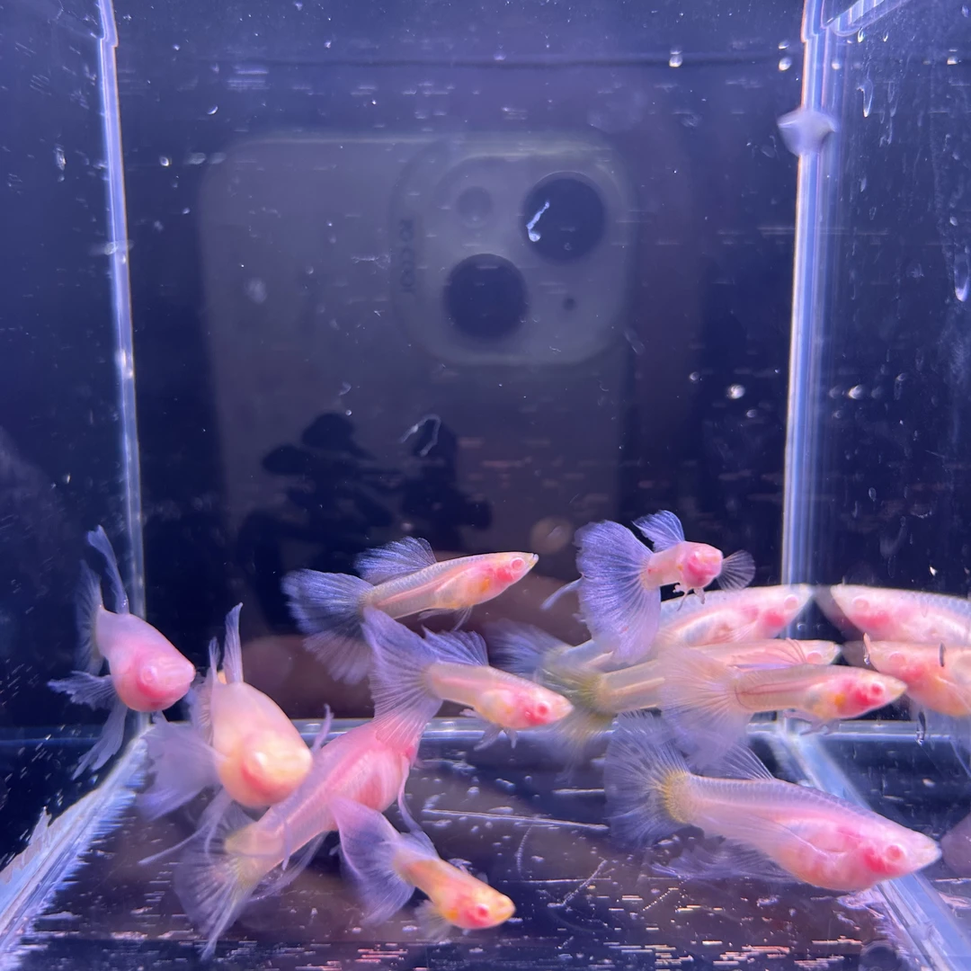 天空蓝玻璃c两队（入缸不包损）