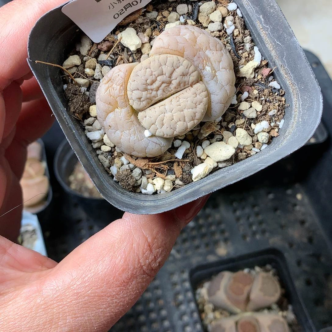 D200多肉植物保护研究所