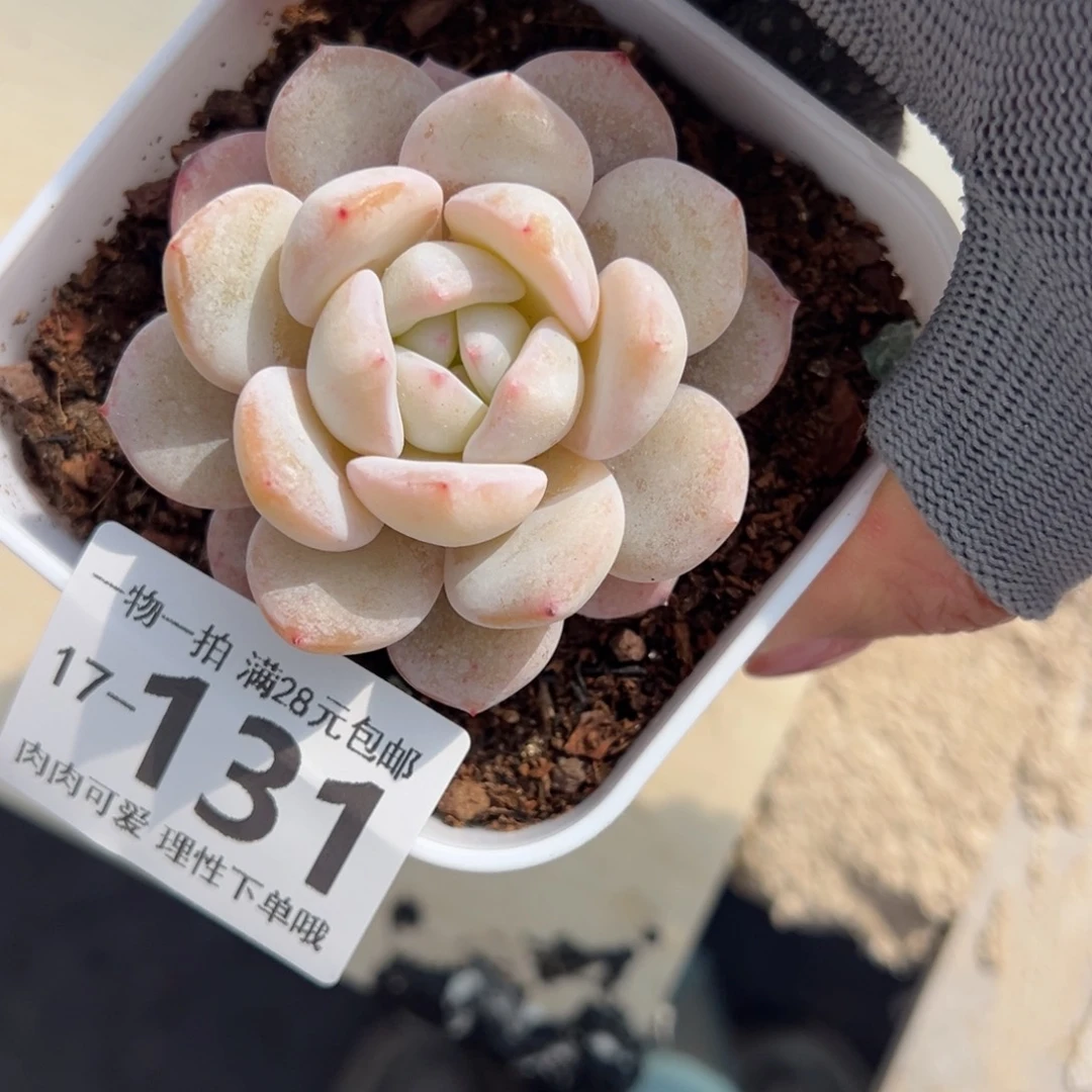 奶盖多肉多肉多肉多