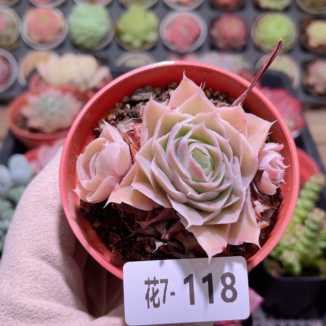 花利美7-118蓝丝绒