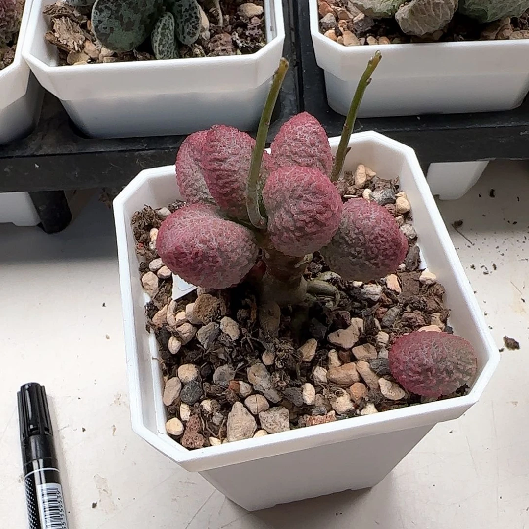 ෆ****糖果水泡多肉植物水泡