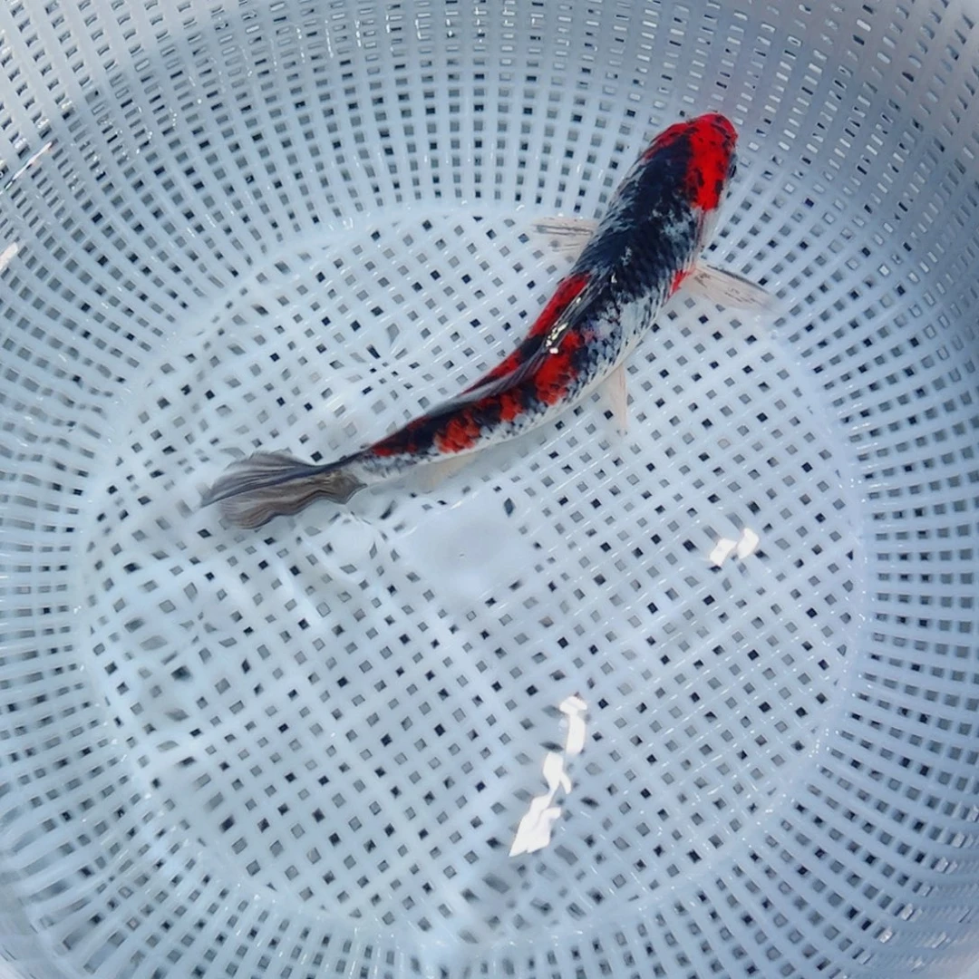 锦鲤锦鲤观赏鱼1111