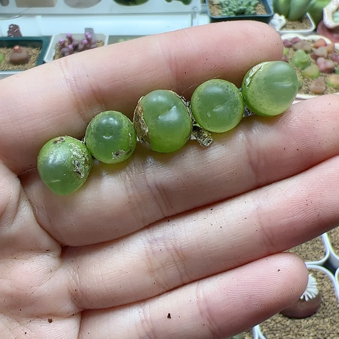 【闪购商品】308 紫皮拉登*5