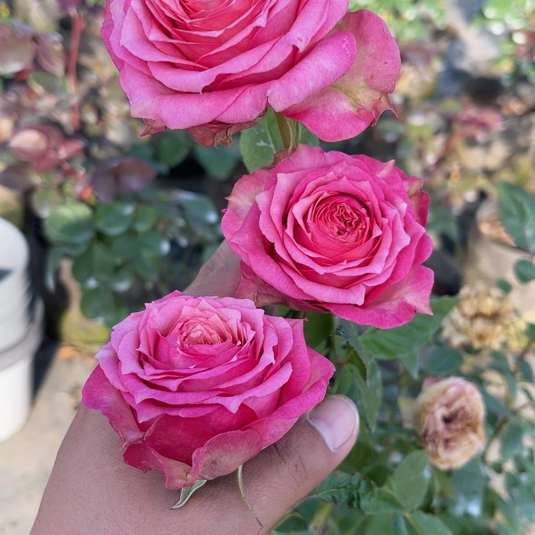 无花朵——-森林 少女 福利
