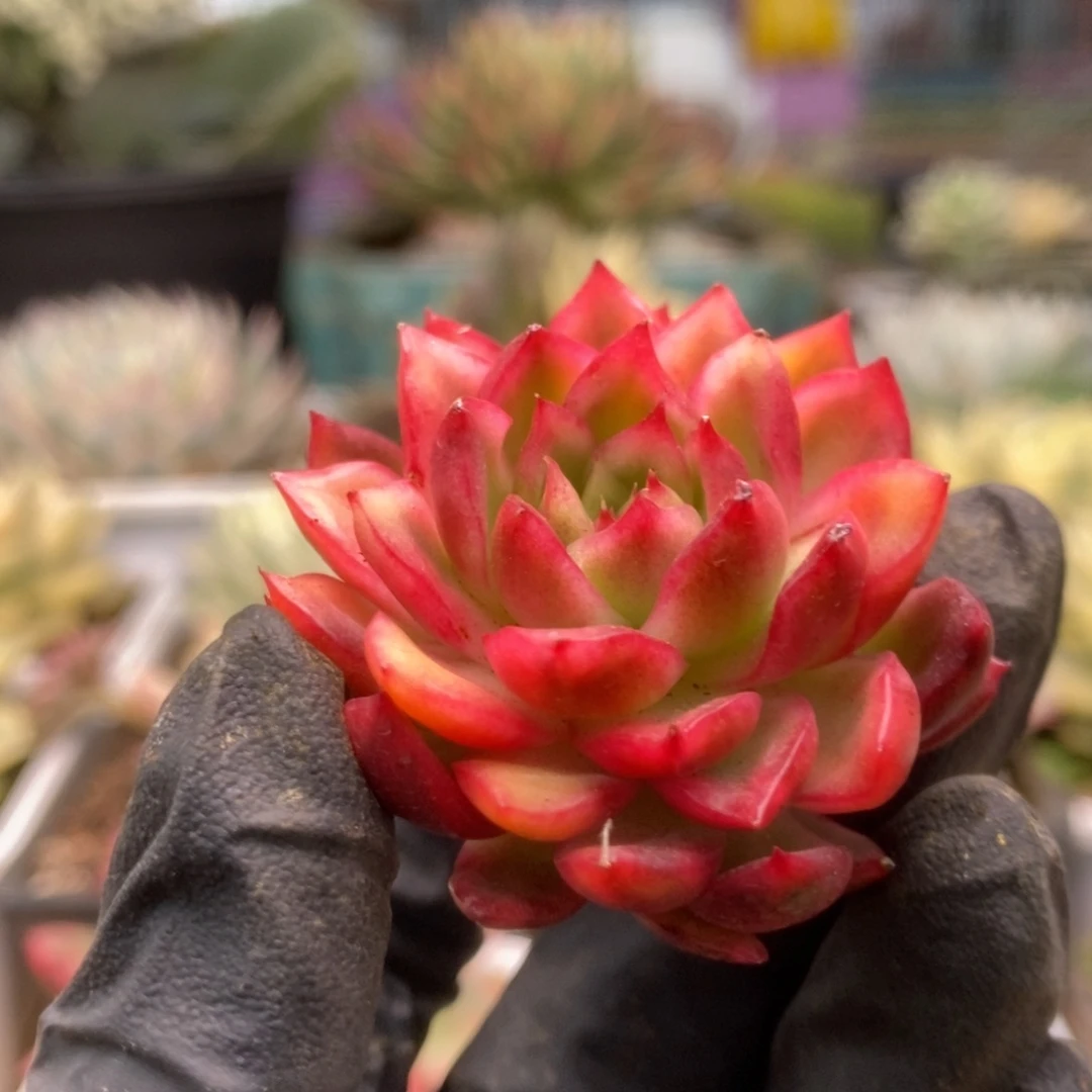 387红姑锦锦锦锦锦