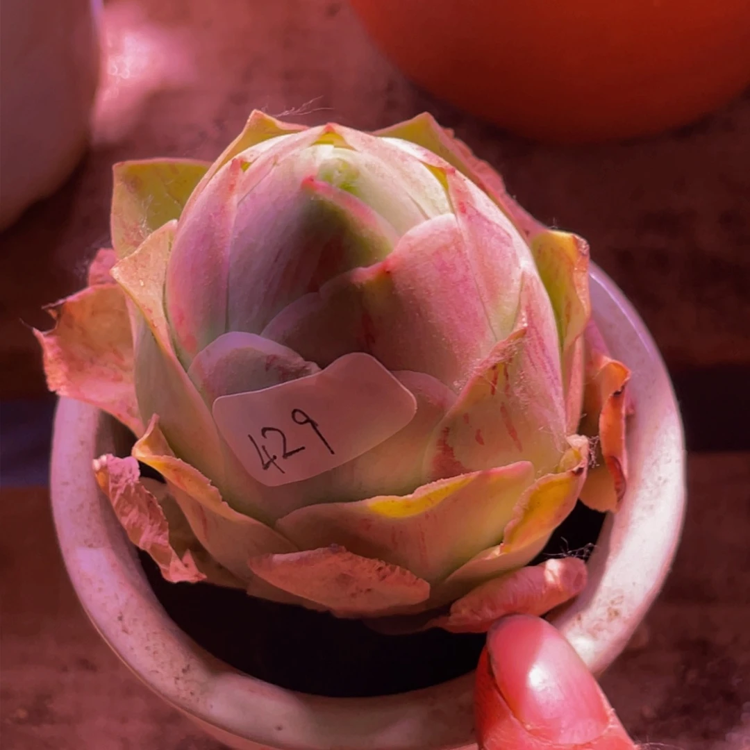 像原罗429多肉植物
