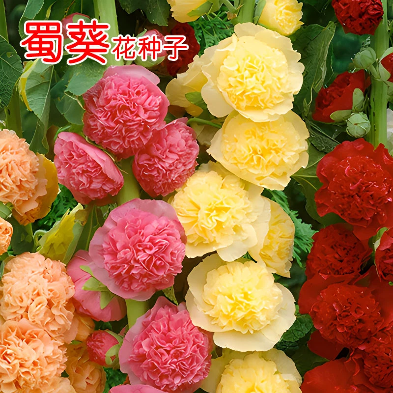 蜀葵花种子混色一丈红重瓣蜀葵种子室外庭院多年生四季易活花籽