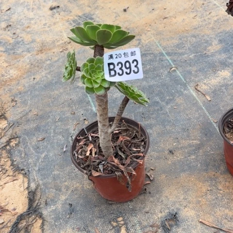 393绿豆不包断枝