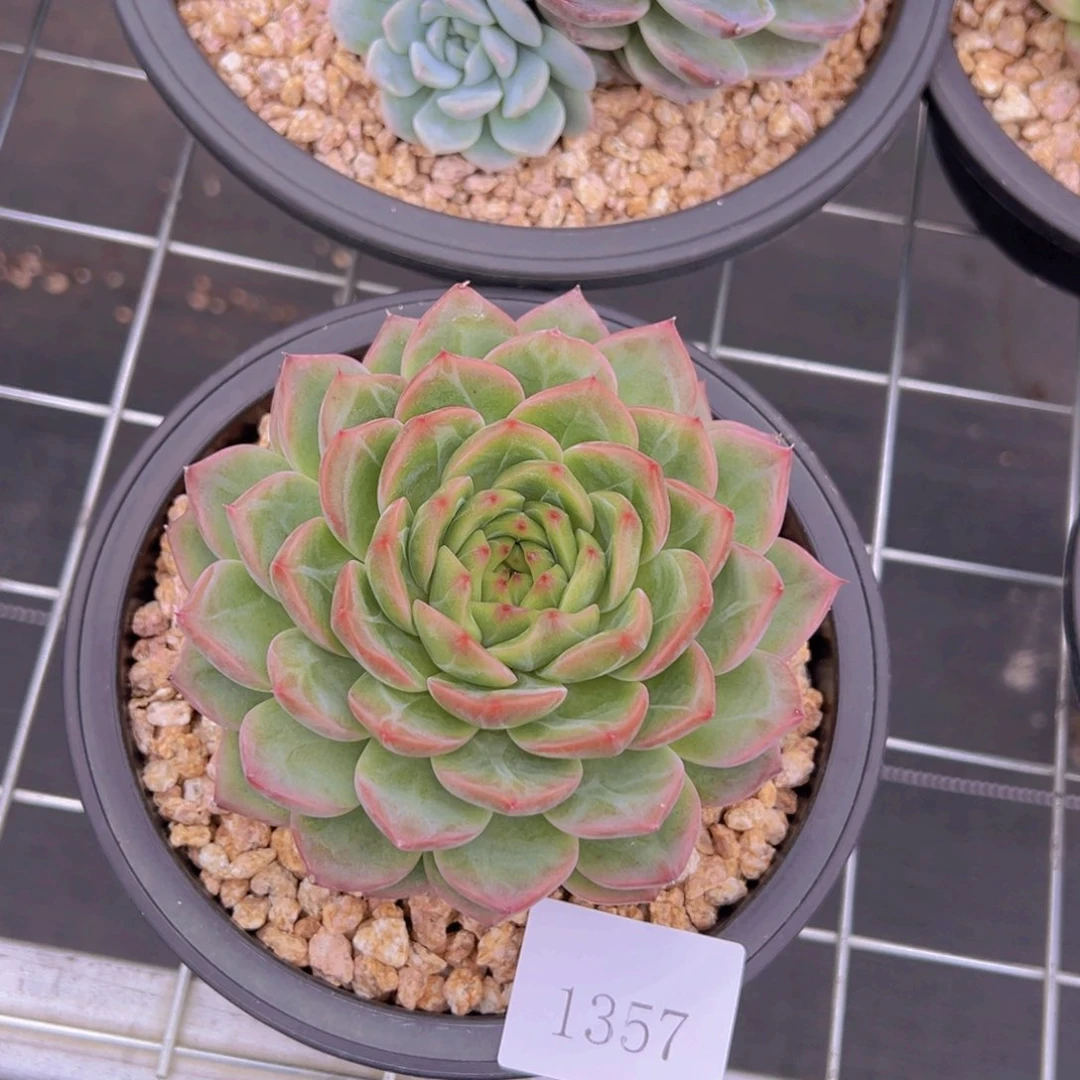 肉*呀1357肉肉肉肉肉肉