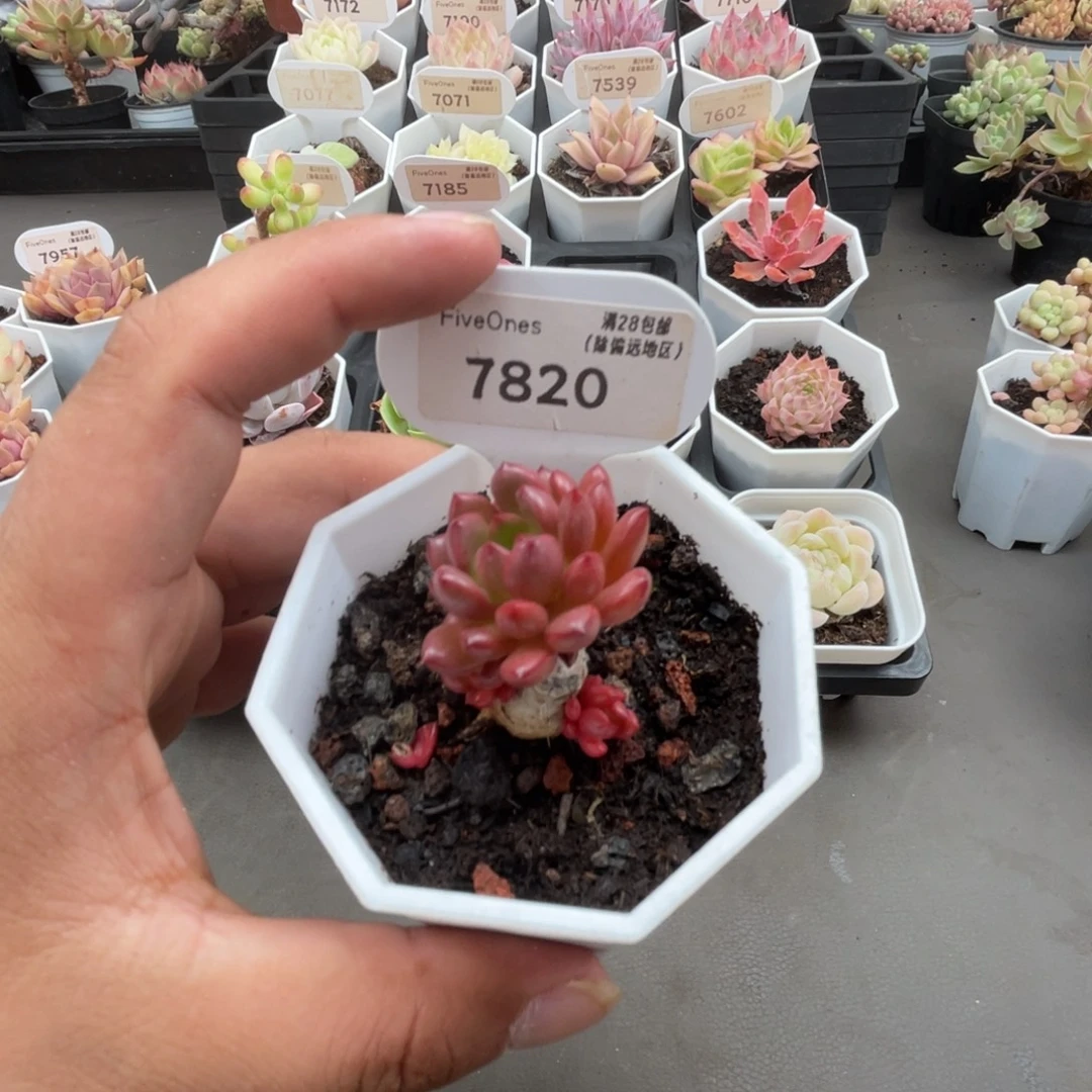 7820红宝石3.5厘米