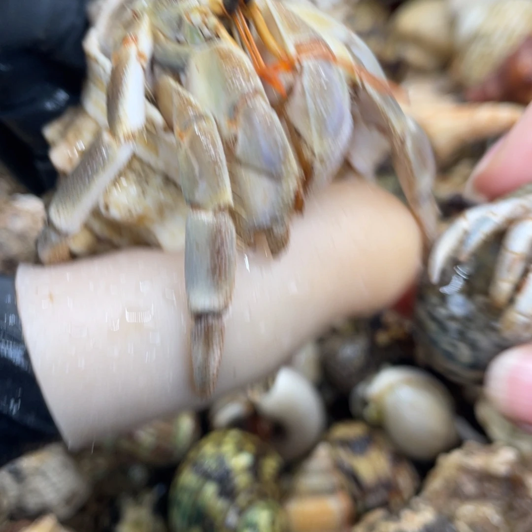 不退不换活体宠物148