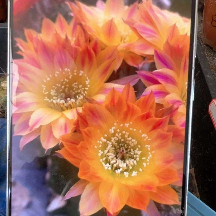 丽花笑脸5公分以上满18包邮