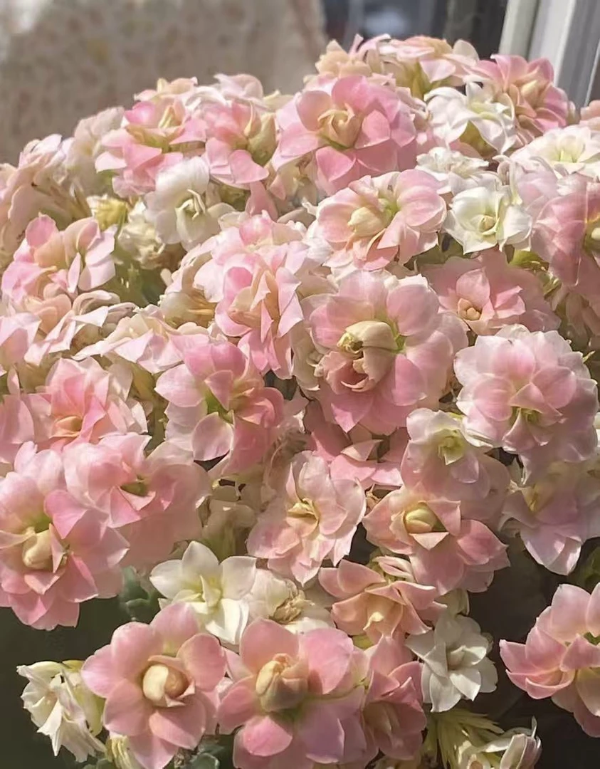 【翩然】130杯重瓣长寿花（任意两盆起发）
