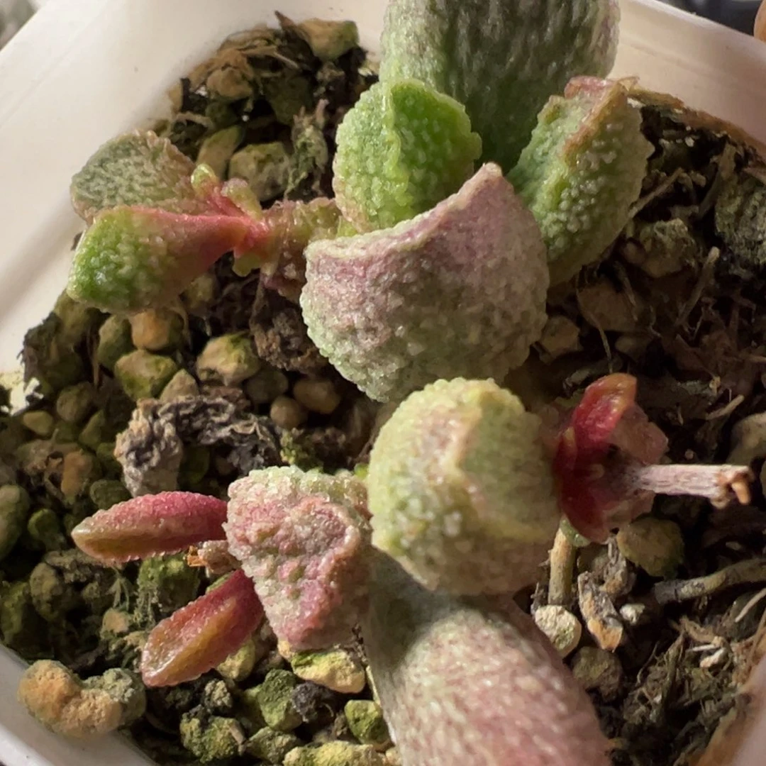 墨渊水泡多肉植物水泡