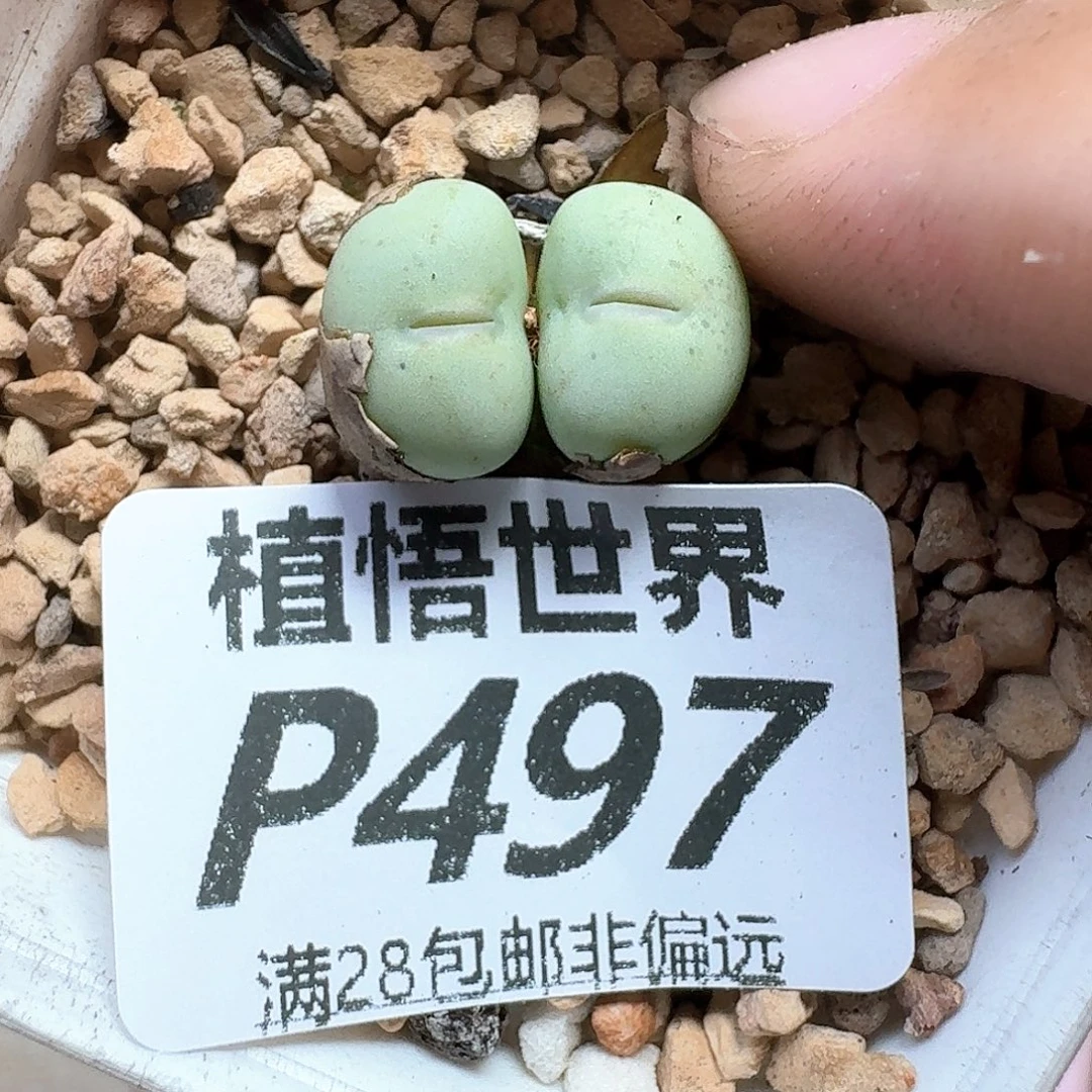 多肉植物的润泽发发