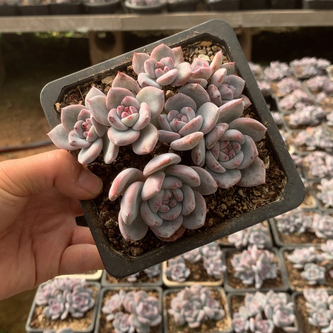 无花朵哈哈哈哈哈哈哈哈9