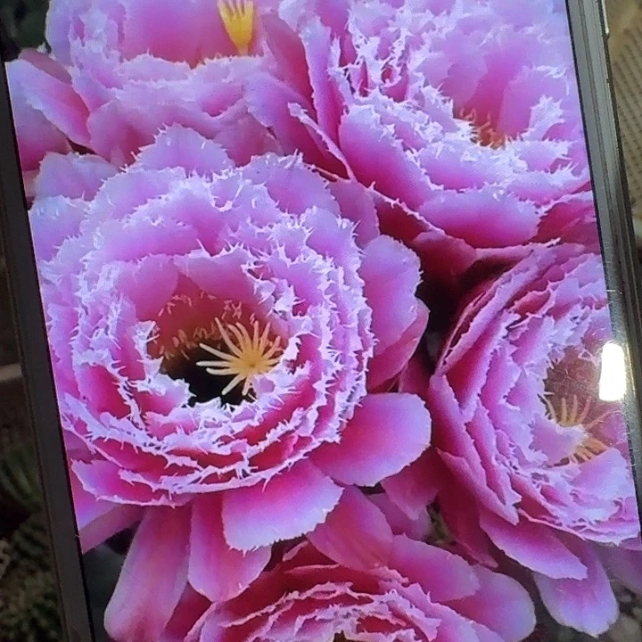 芸儿侧芽5公分左右毛花柱（20包邮）