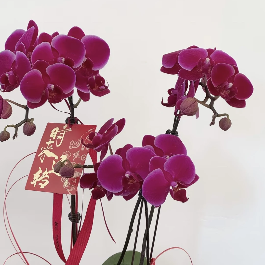 新疆包邮！香山蝴蝶兰！花期长