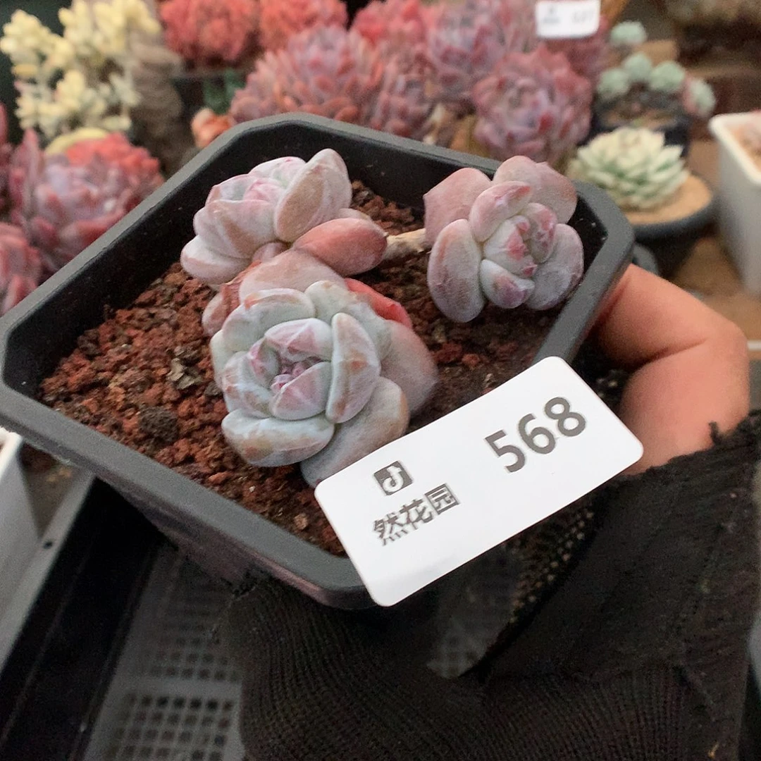 568星影多肉植物66666