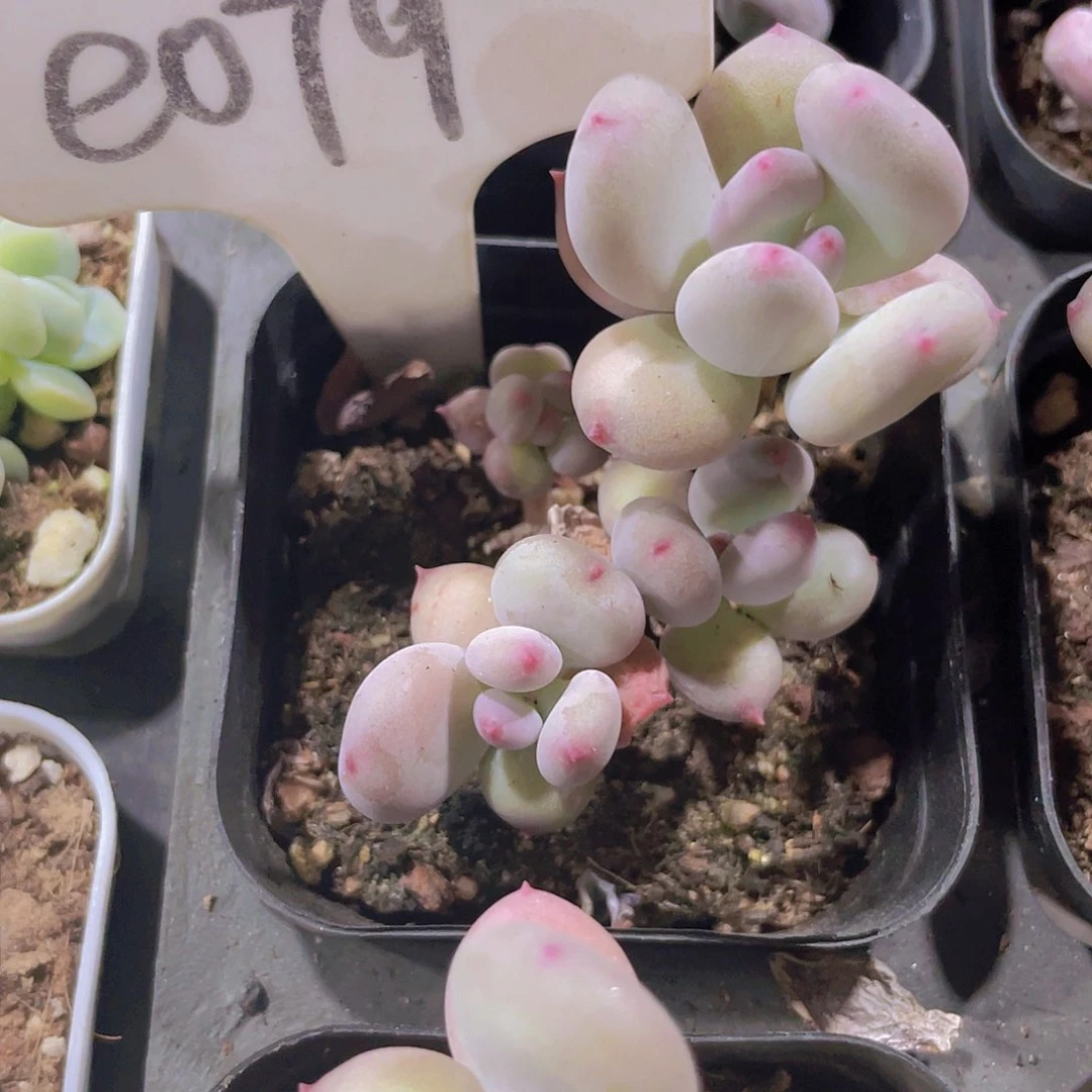 在*苹果奶e079一物一拍