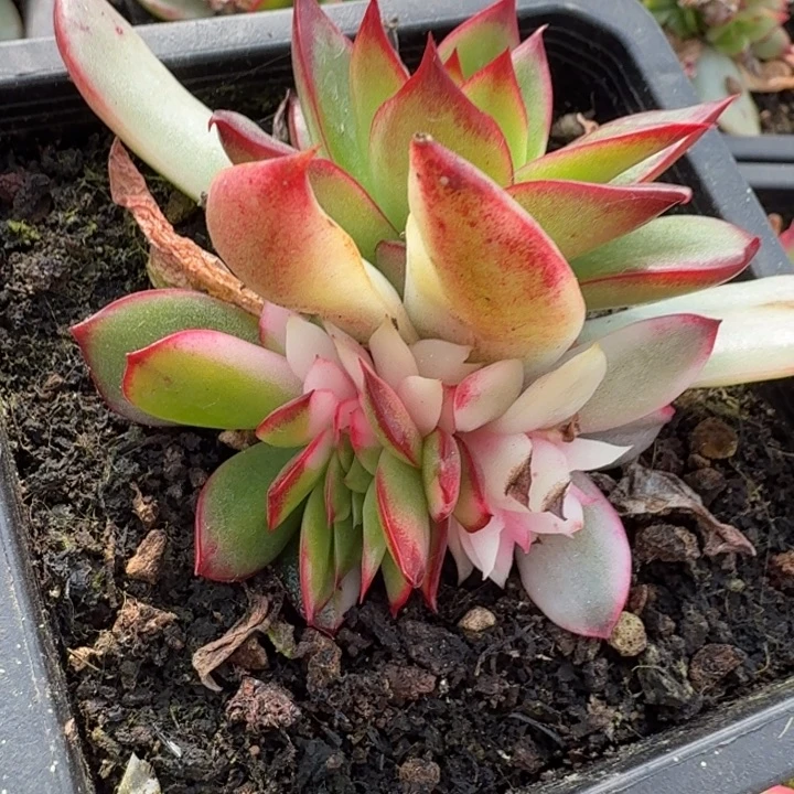 吉赛尔锦无替品一刻的