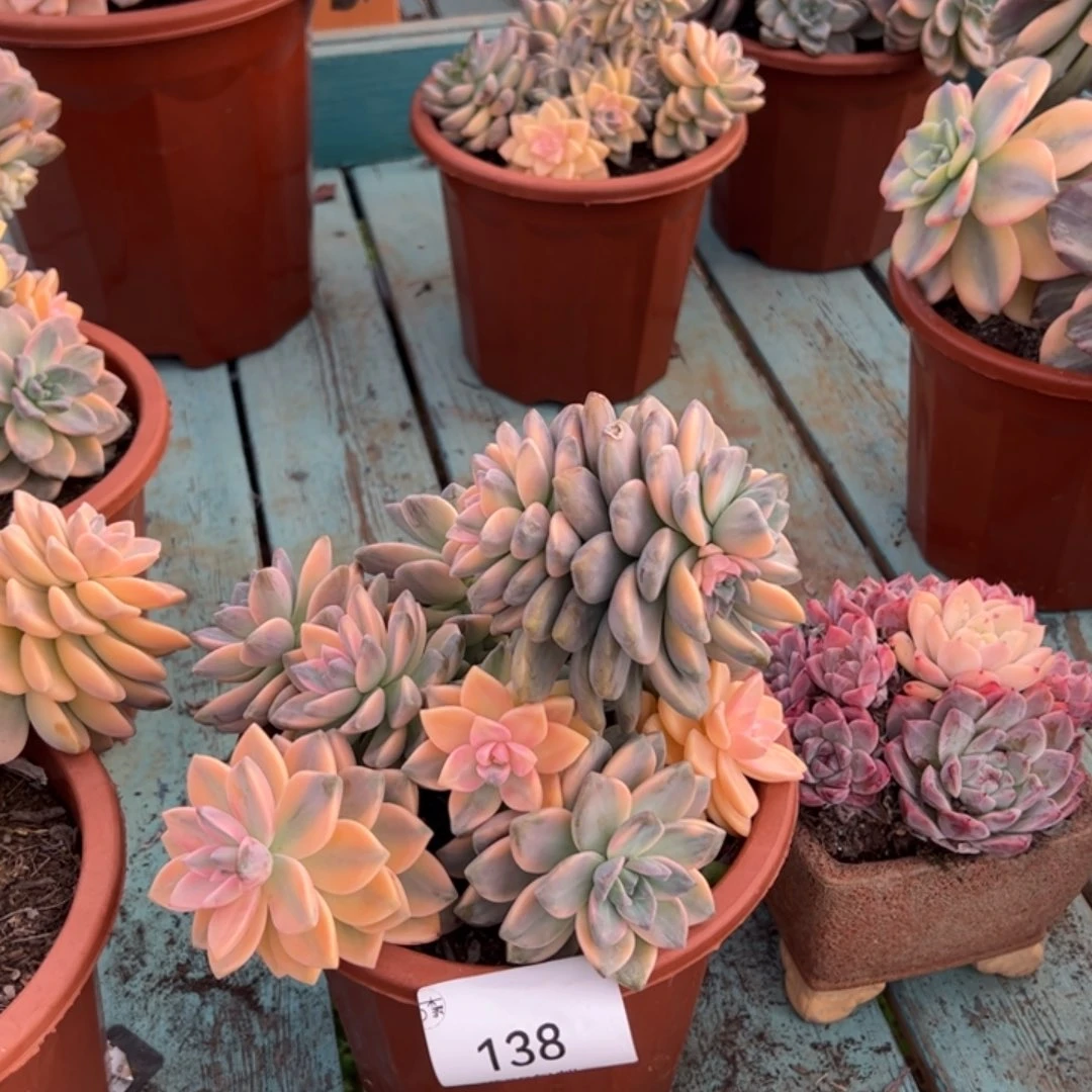 138多肉植物老桩多肉