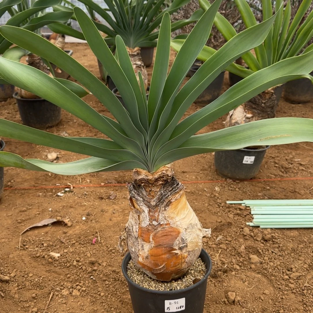 91巨凤之卵顺丰到付