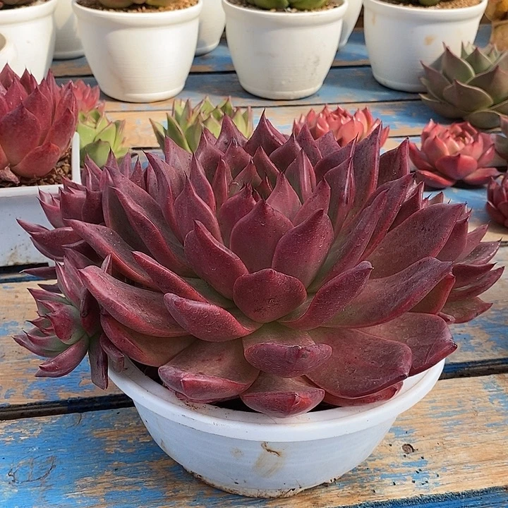 迁***生东云红铅笔裙8