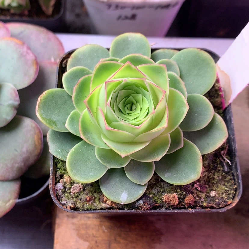 【闪购商品】蓝*。1月会员天使之翼219