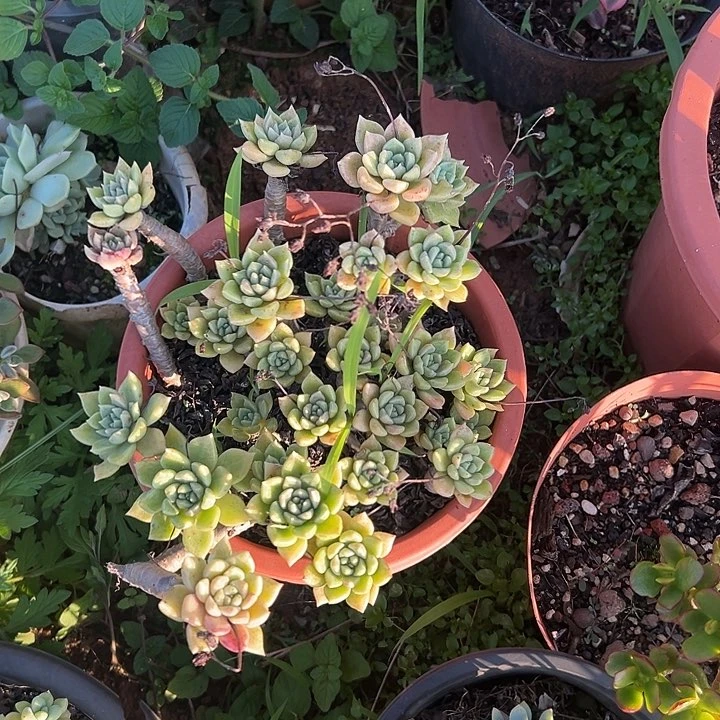 西***西多肉植物实物直播实物15