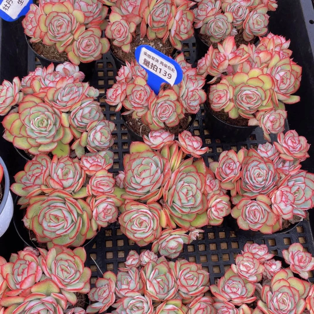 量拍139号 牡丹亭大群生一个