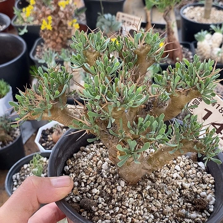 142黑鬼殿厚敦菊一一