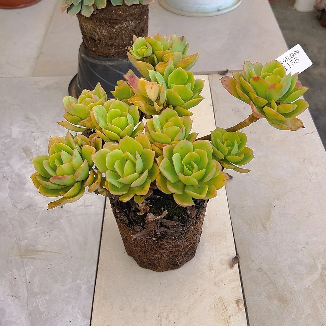 小***优1155火焰玫瑰多肉植物